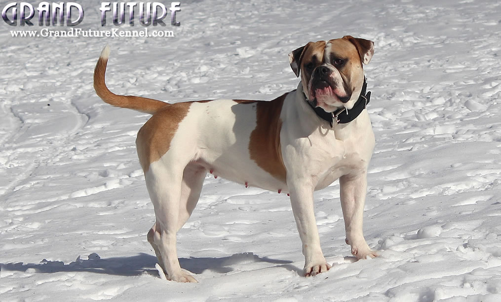 American Bulldog - Grand Future Treasure