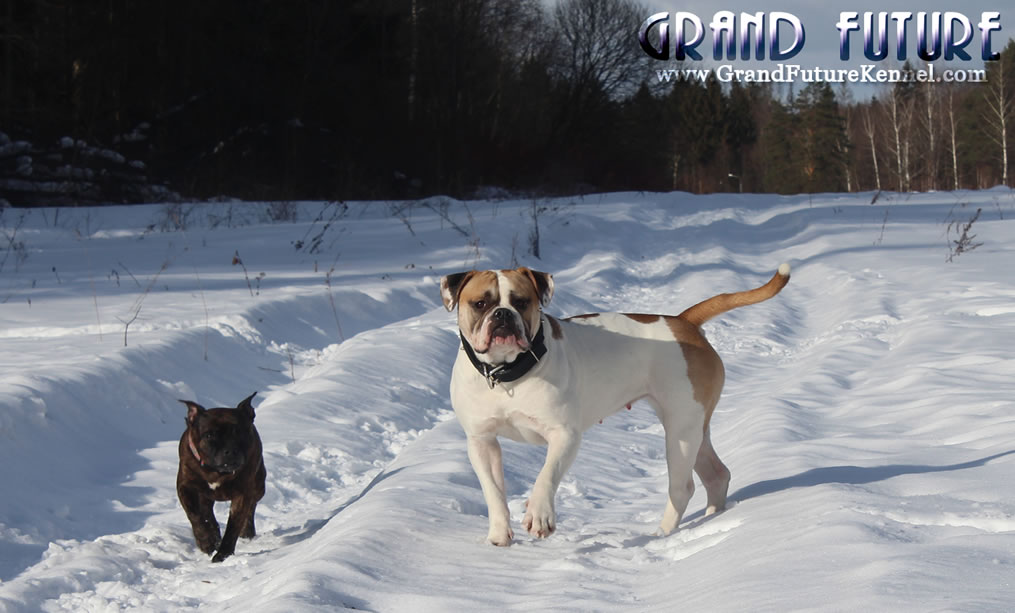 American Bulldog - Grand Future Treasure