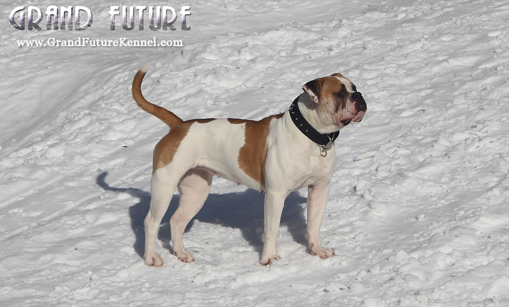 American Bulldog - Grand Future Treasure