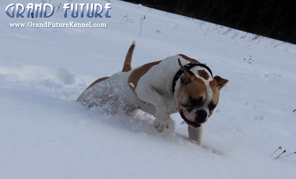 American Bulldog - Grand Future Treasure