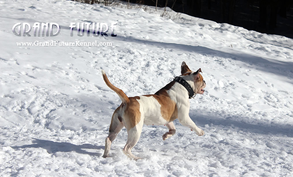 American Bulldog - Grand Future Treasure