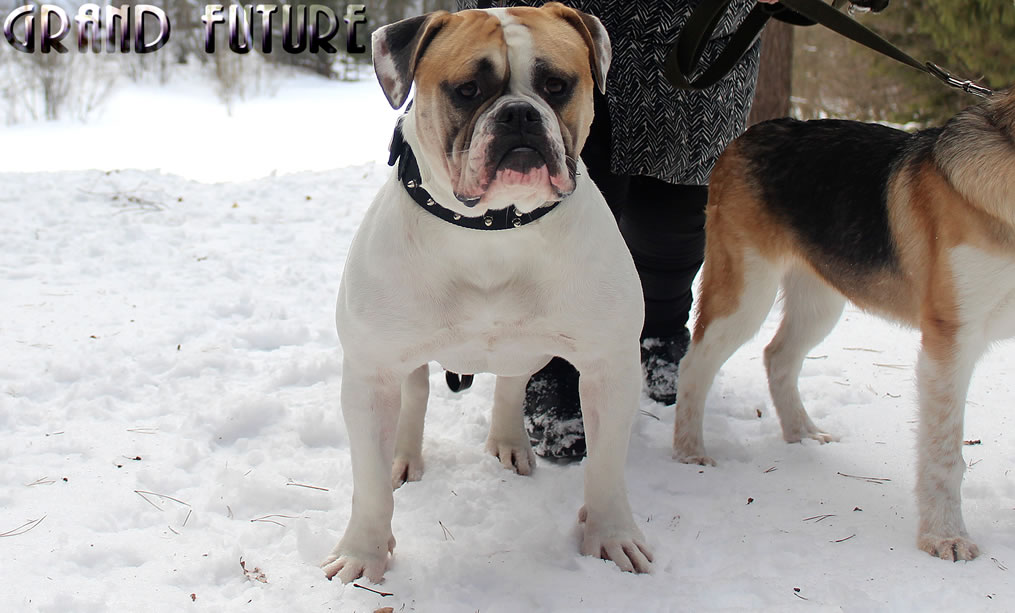 American Bulldog - Grand Future Treasure