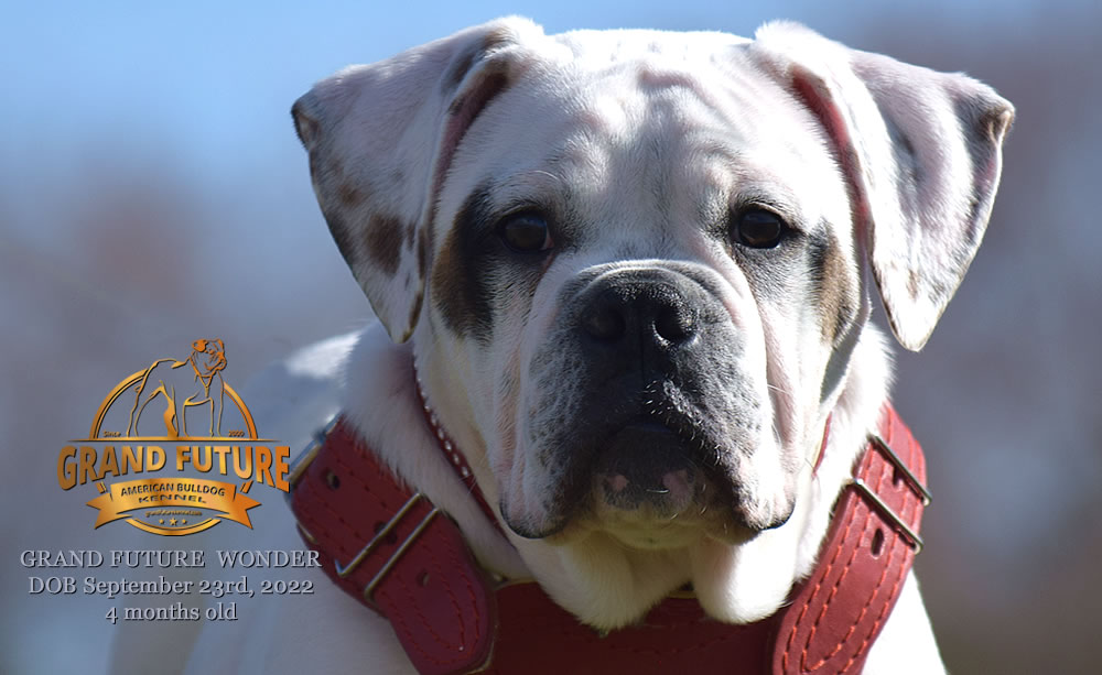 American Bulldog - Grand Future Wonder