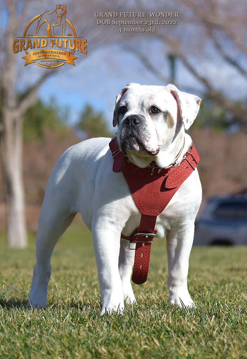 American Bulldog - Grand Future Wonder