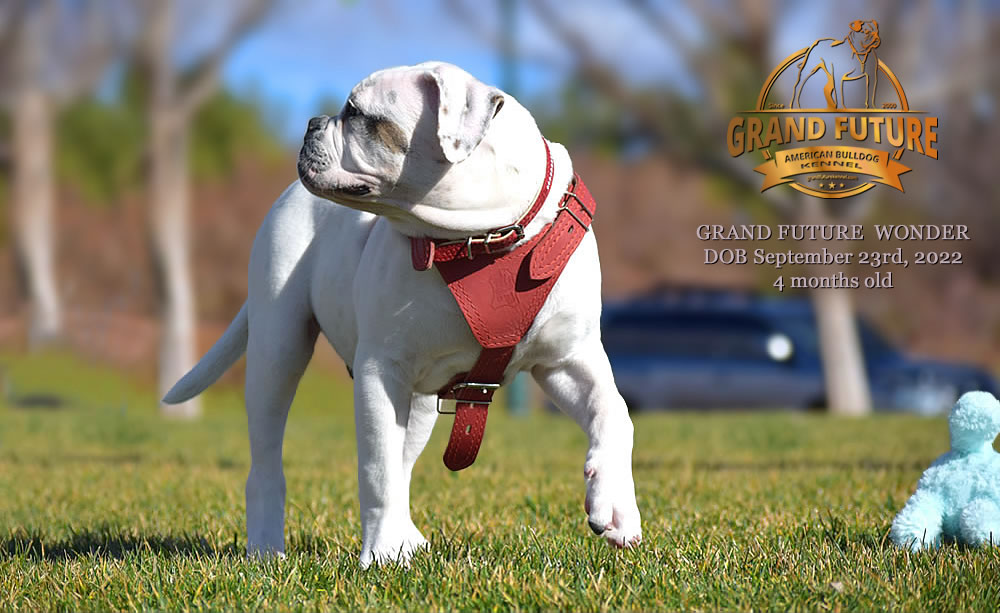 American Bulldog - Grand Future Wonder