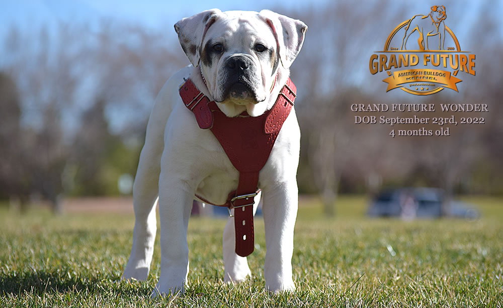 American Bulldog - Grand Future Wonder