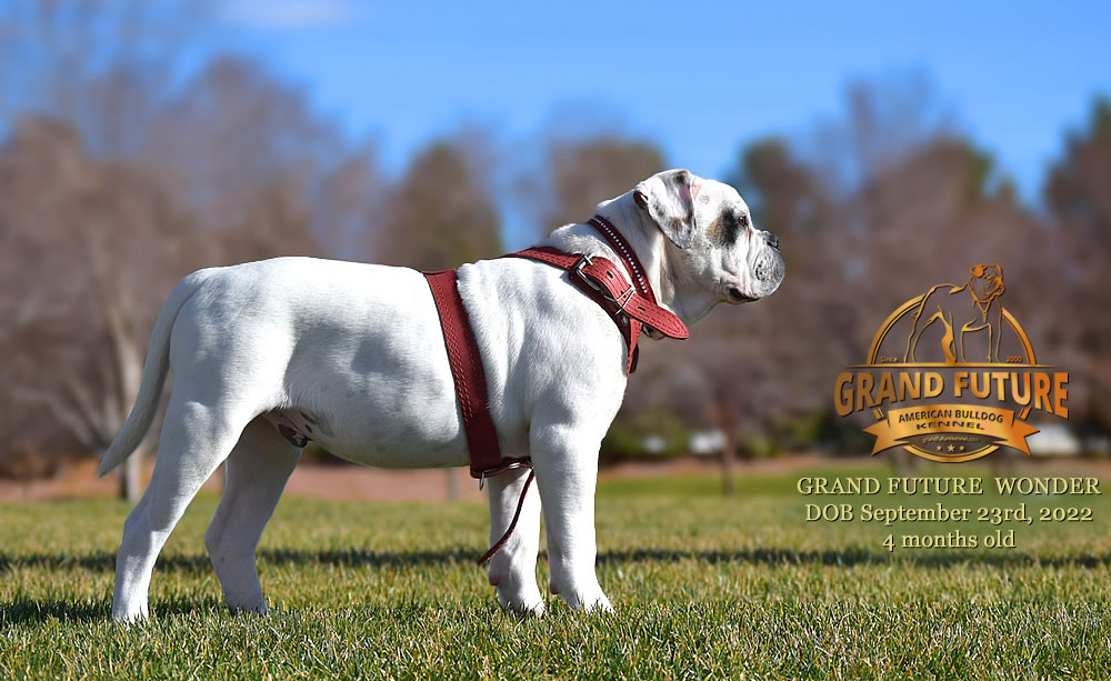 American Bulldog - Grand Future Wonder