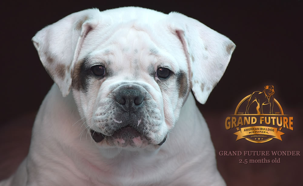 American Bulldog - Grand Future Wonder