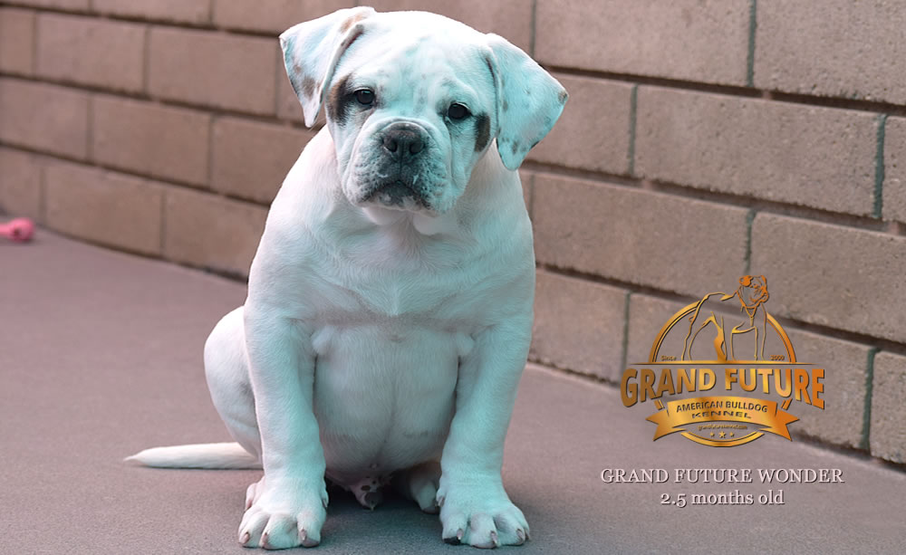 American Bulldog - Grand Future Wonder