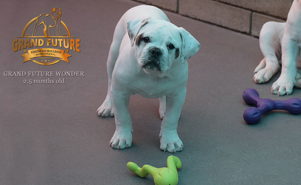 American Bulldog - Grand Future Wonder