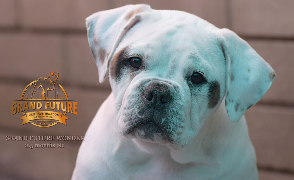 American Bulldog - Grand Future Wonder