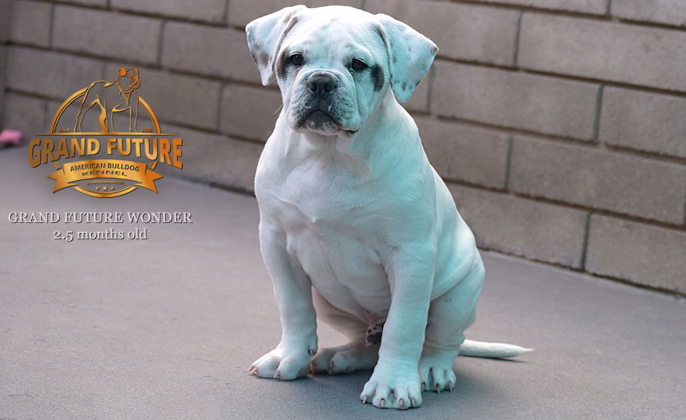 American Bulldog - Grand Future Wonder