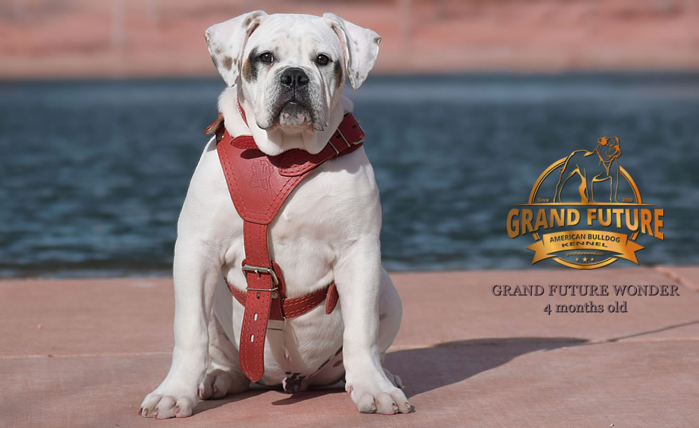 American Bulldog - Grand Future Wonder