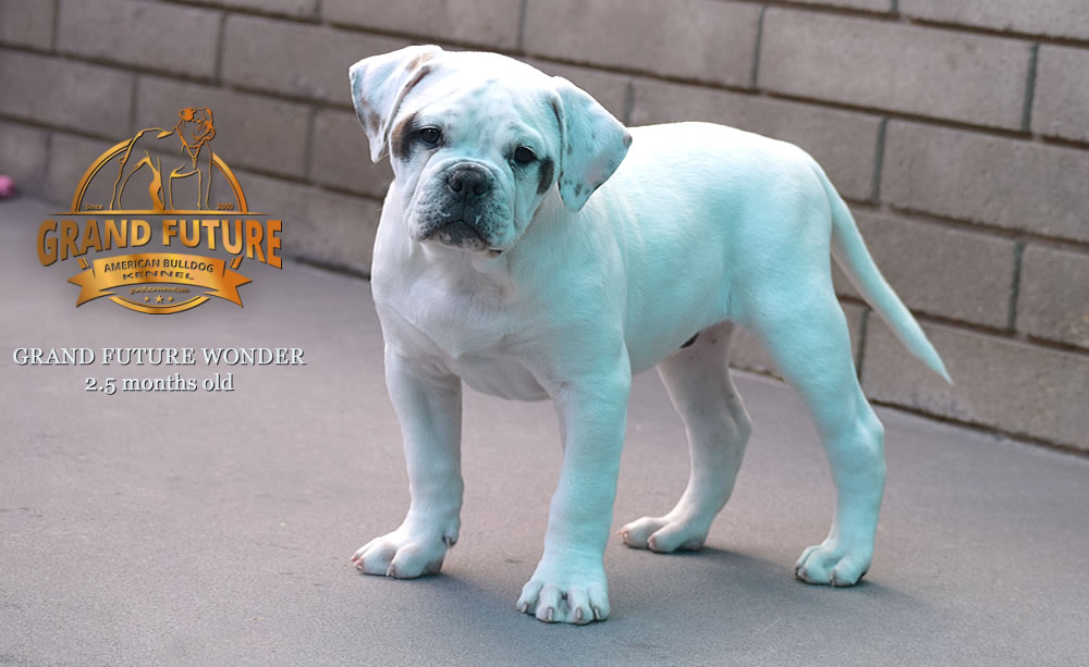 American Bulldog - Grand Future Wonder