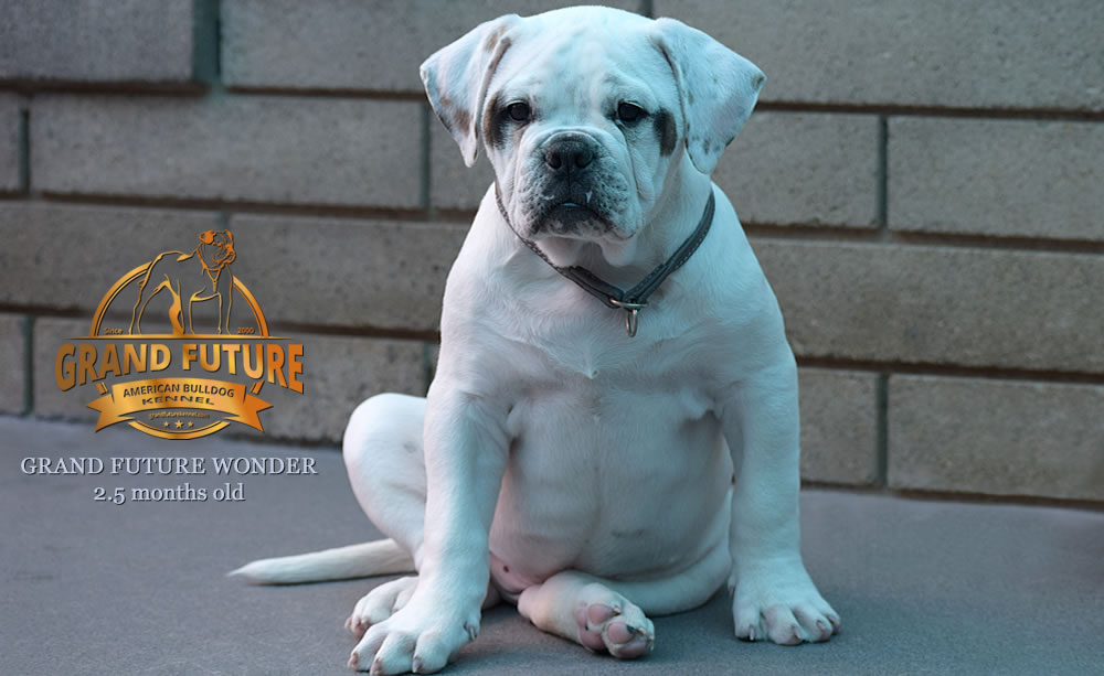 American Bulldog - Grand Future Wonder