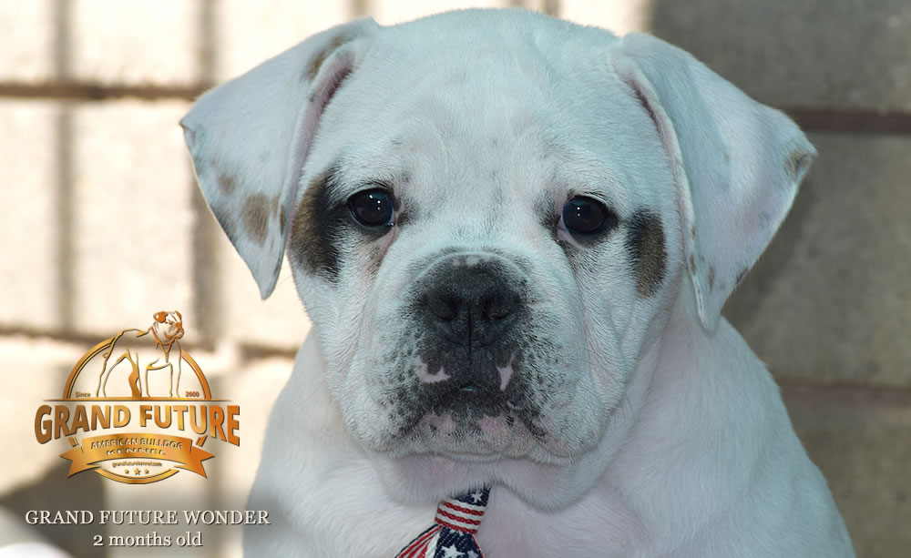 American Bulldog - Grand Future Wonder