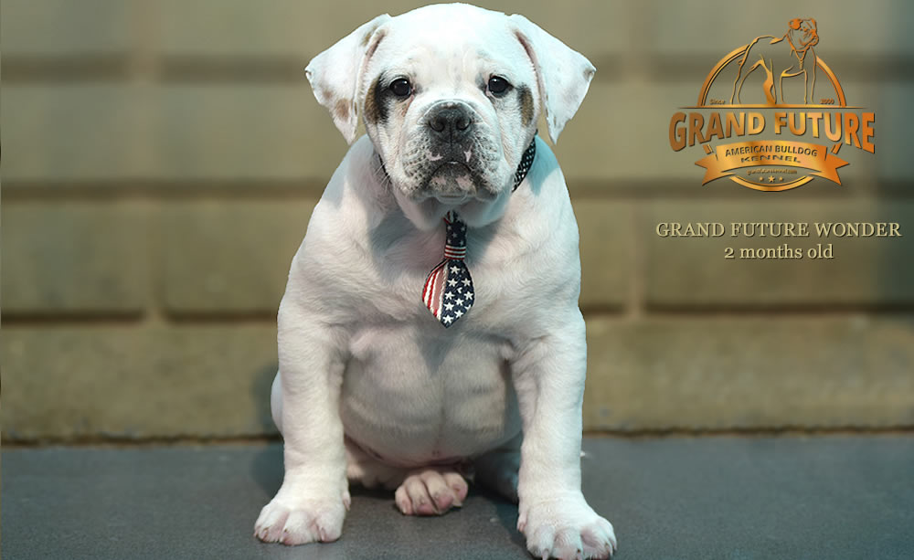 American Bulldog - Grand Future Wonder