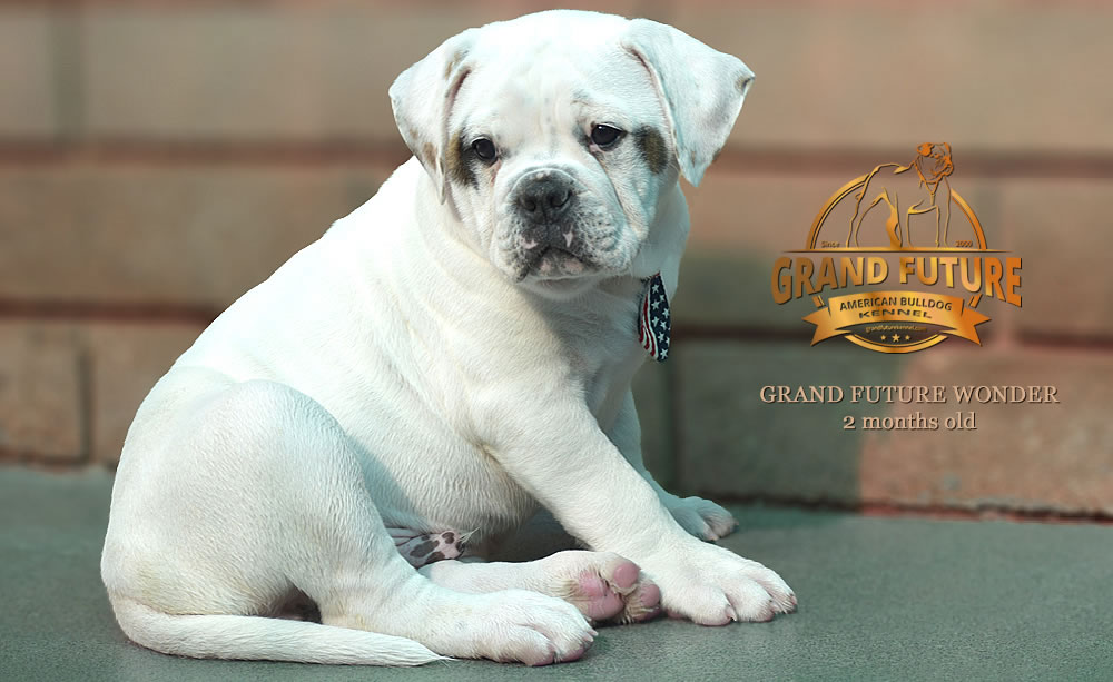 American Bulldog - Grand Future Wonder