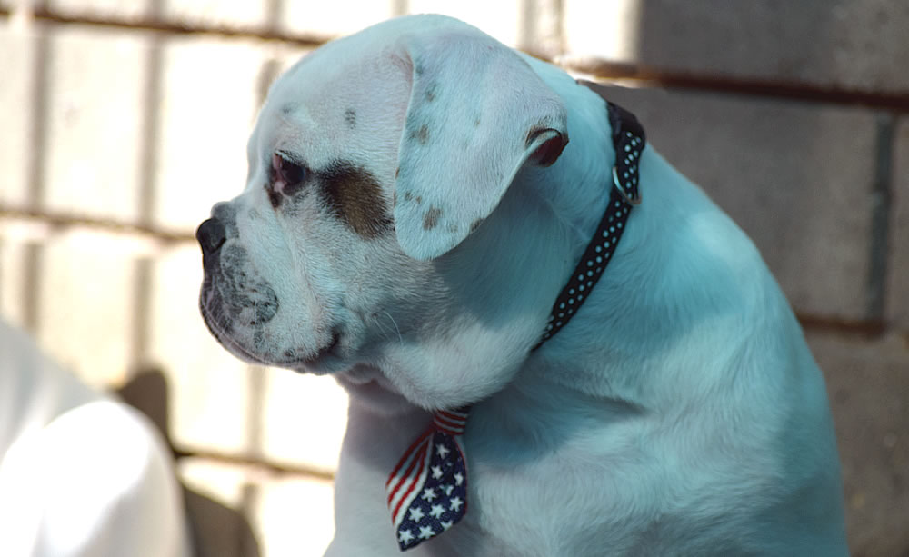 American Bulldog - Grand Future Wonder