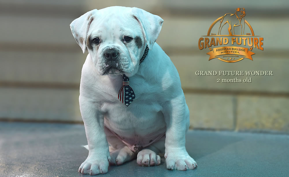 American Bulldog - Grand Future Wonder