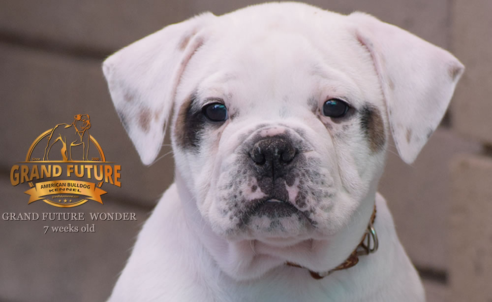 American Bulldog - Grand Future Wonder