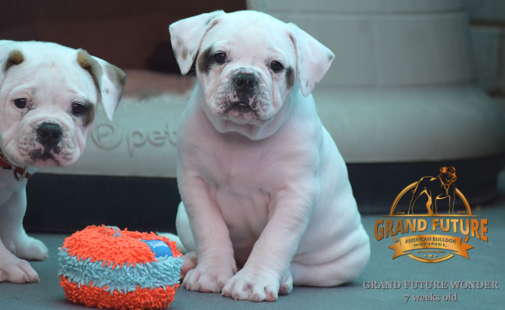 American Bulldog - Grand Future Wonder