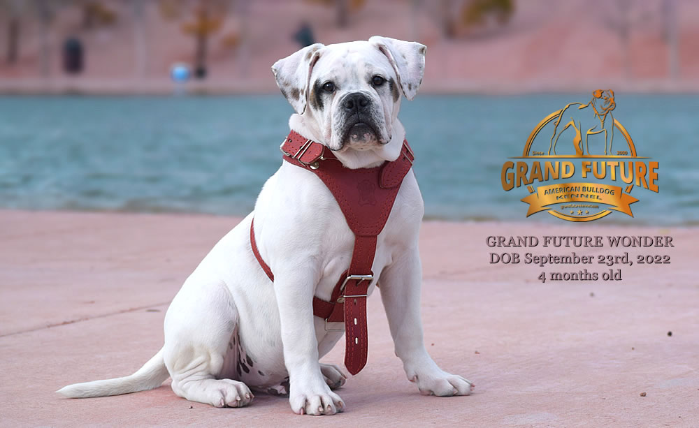 American Bulldog - Grand Future Wonder