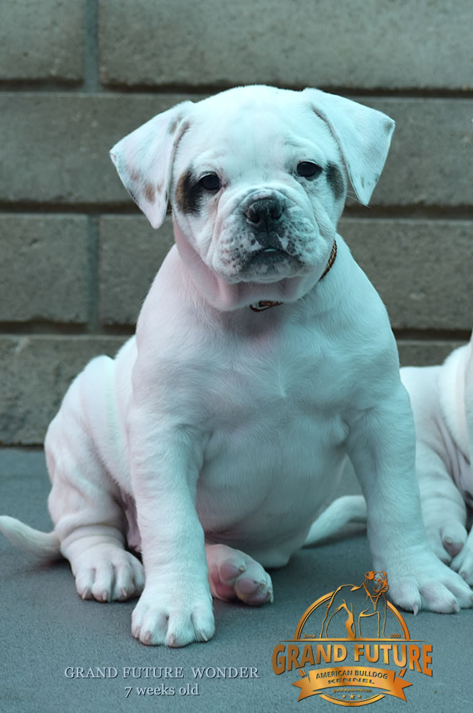 American Bulldog - Grand Future Wonder