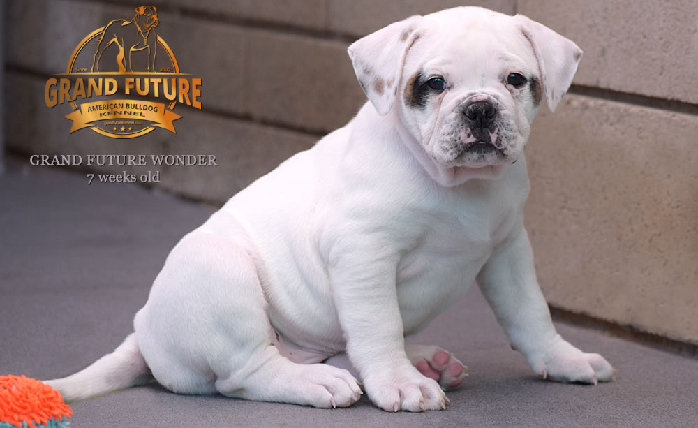 American Bulldog - Grand Future Wonder