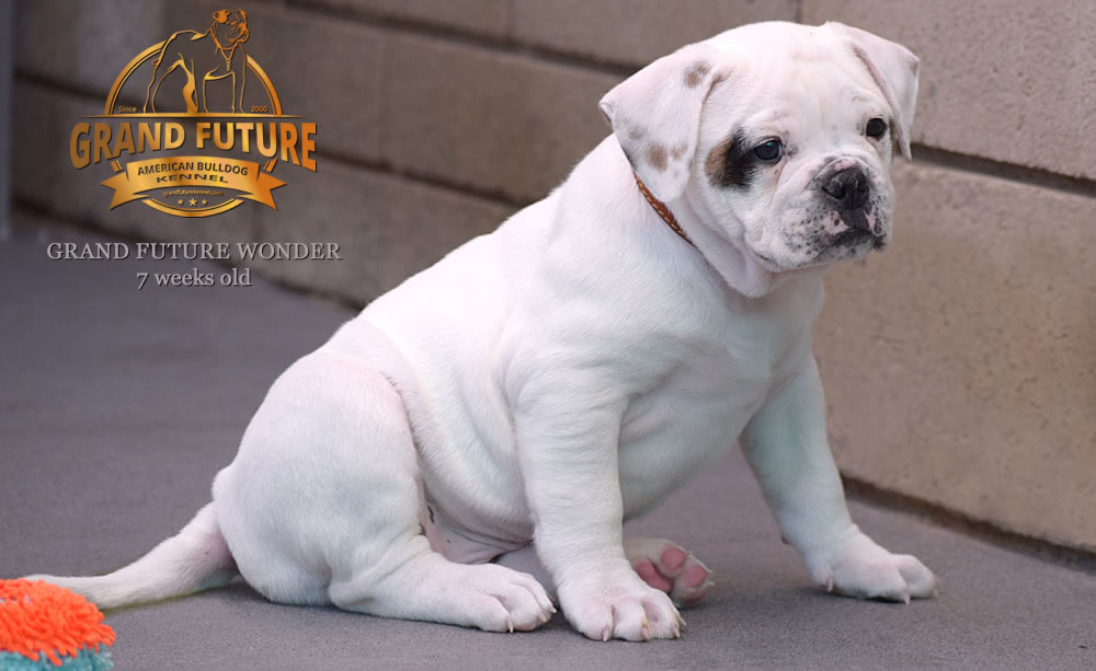 American Bulldog - Grand Future Wonder