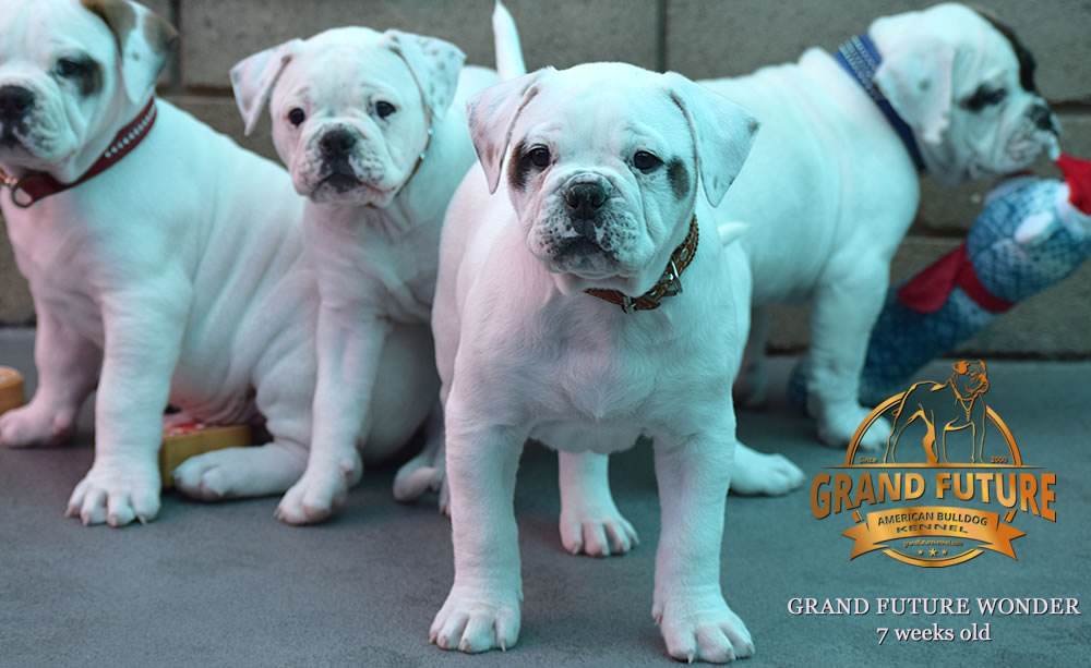 American Bulldog - Grand Future Wonder