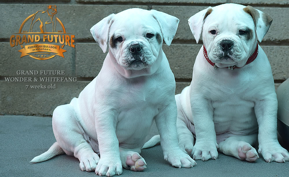 American Bulldog - Grand Future Wonder