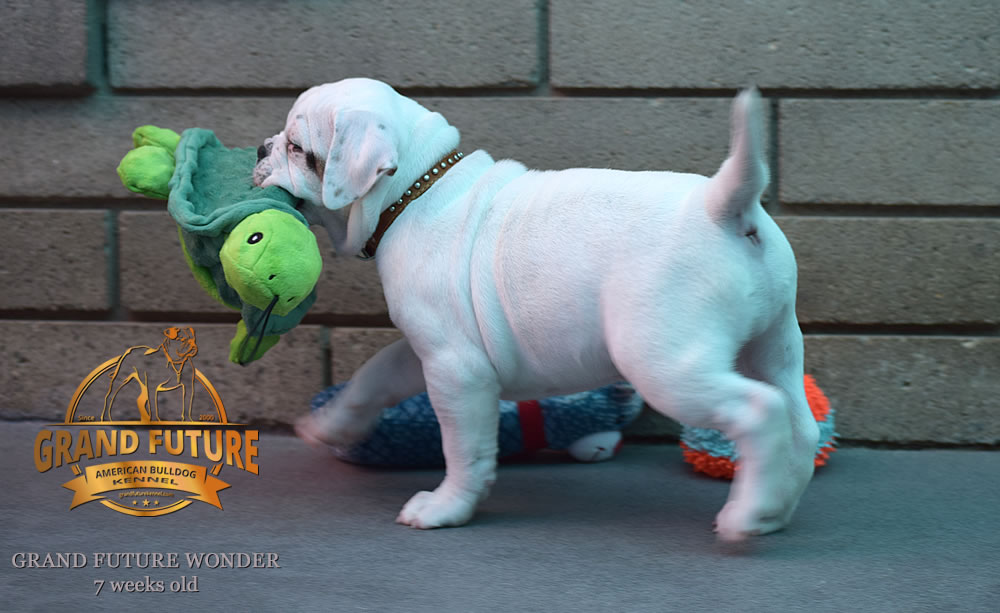 American Bulldog - Grand Future Wonder