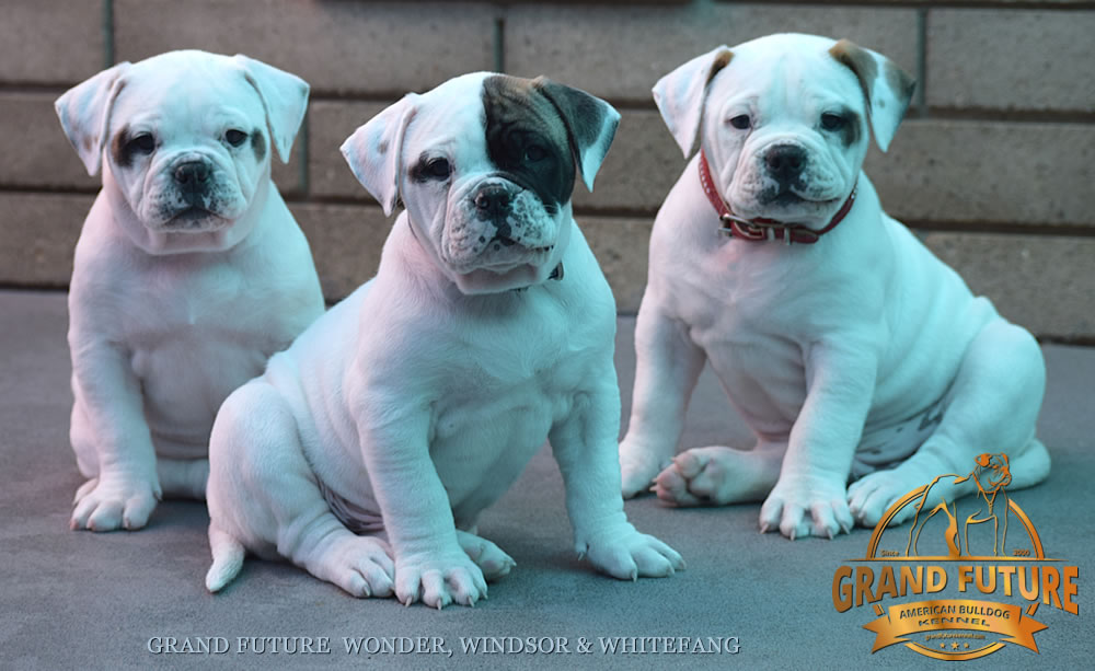 American Bulldog - Grand Future Wonder