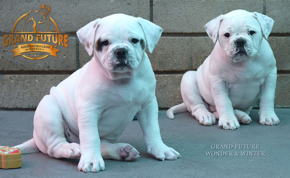 American Bulldog - Grand Future Wonder