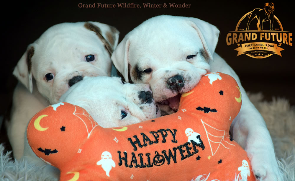 American Bulldog - Grand Future Wonder