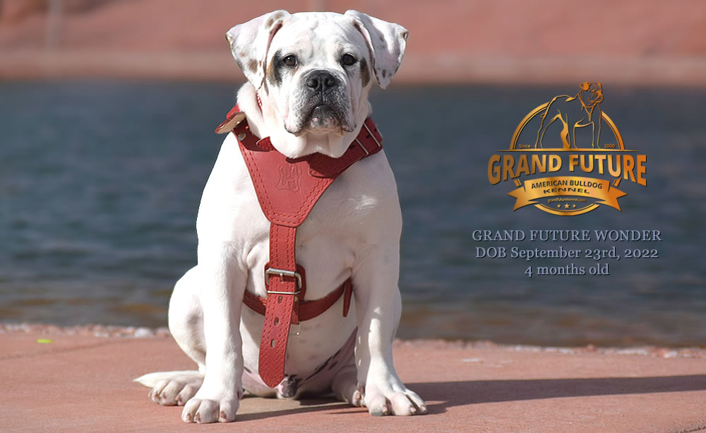 American Bulldog - Grand Future Wonder