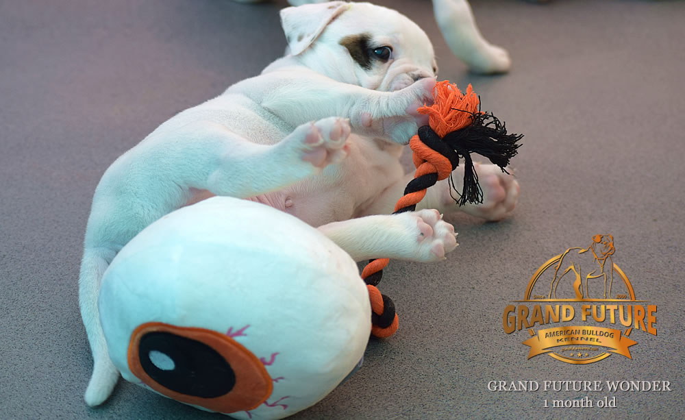 American Bulldog - Grand Future Wonder