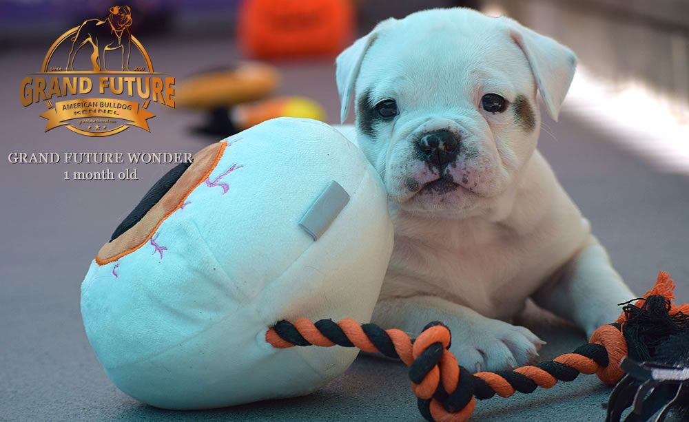 American Bulldog - Grand Future Wonder