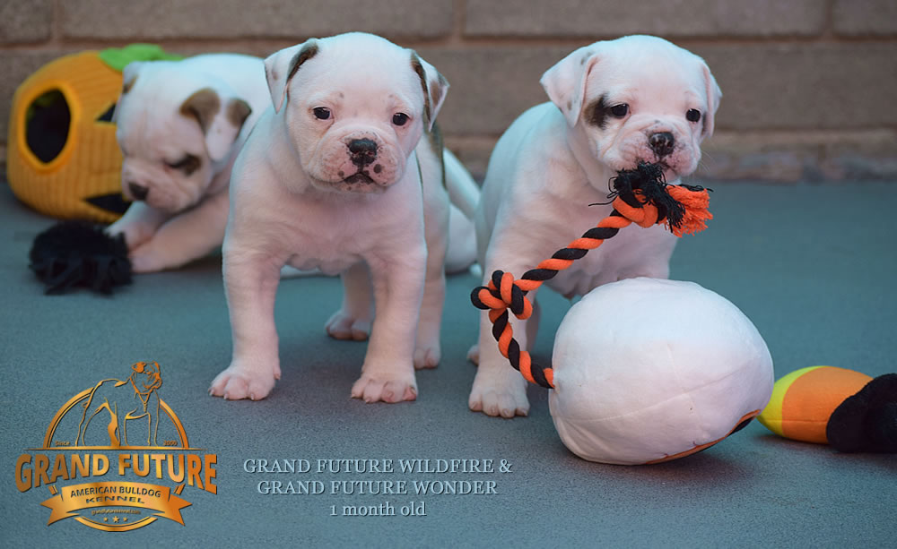 American Bulldog - Grand Future Wonder