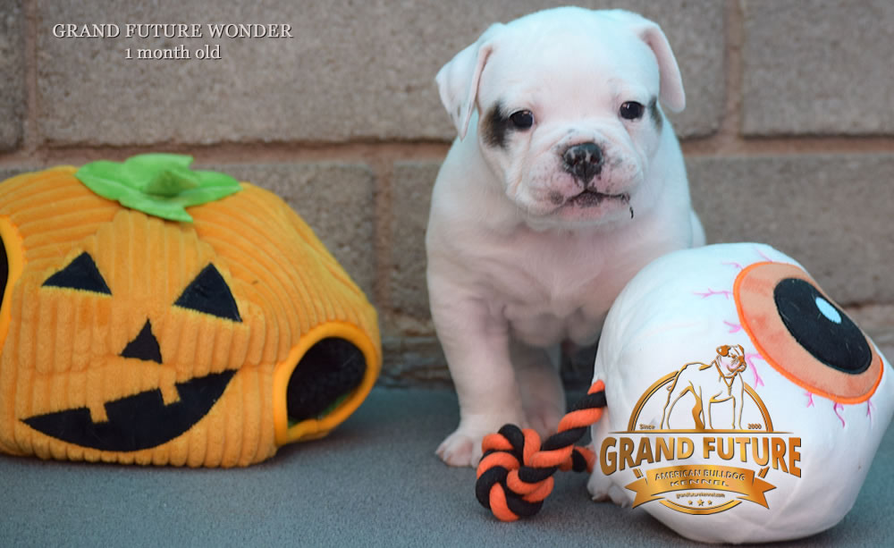 American Bulldog - Grand Future Wonder