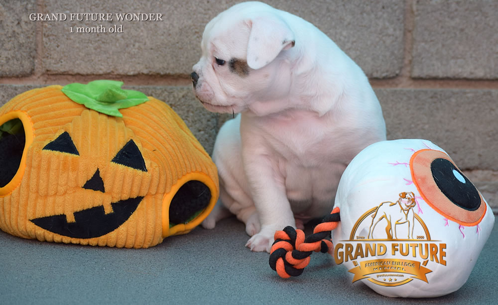 American Bulldog - Grand Future Wonder