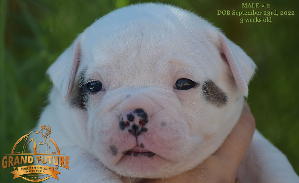 American Bulldog - Grand Future Wonder