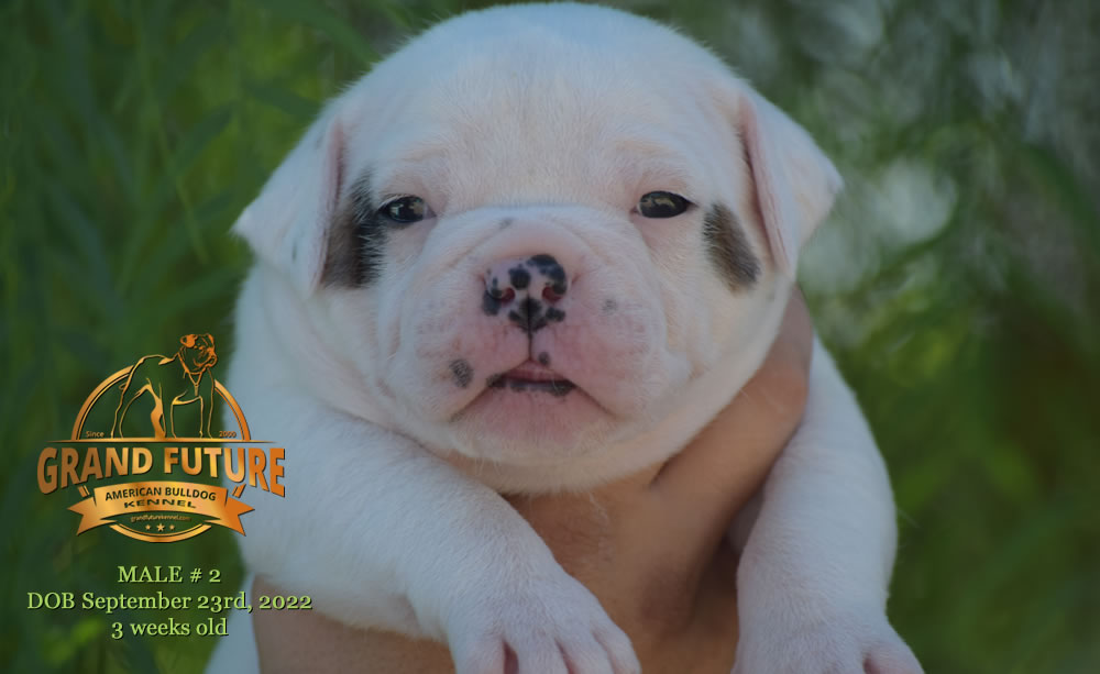 American Bulldog - Grand Future Wonder