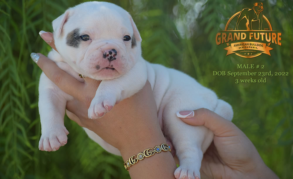 American Bulldog - Grand Future Wonder