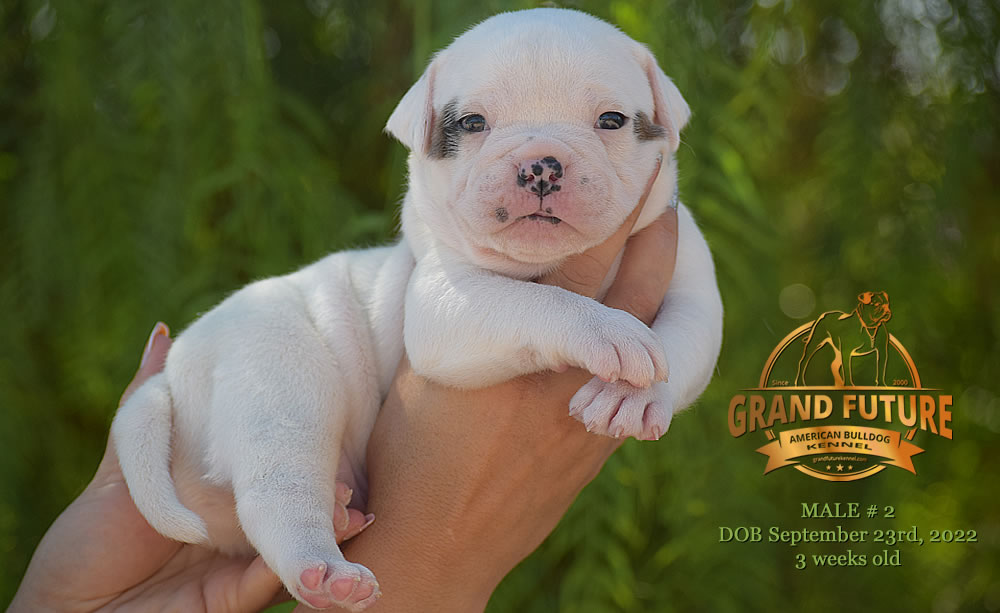 American Bulldog - Grand Future Wonder