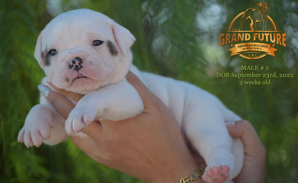 American Bulldog - Grand Future Wonder