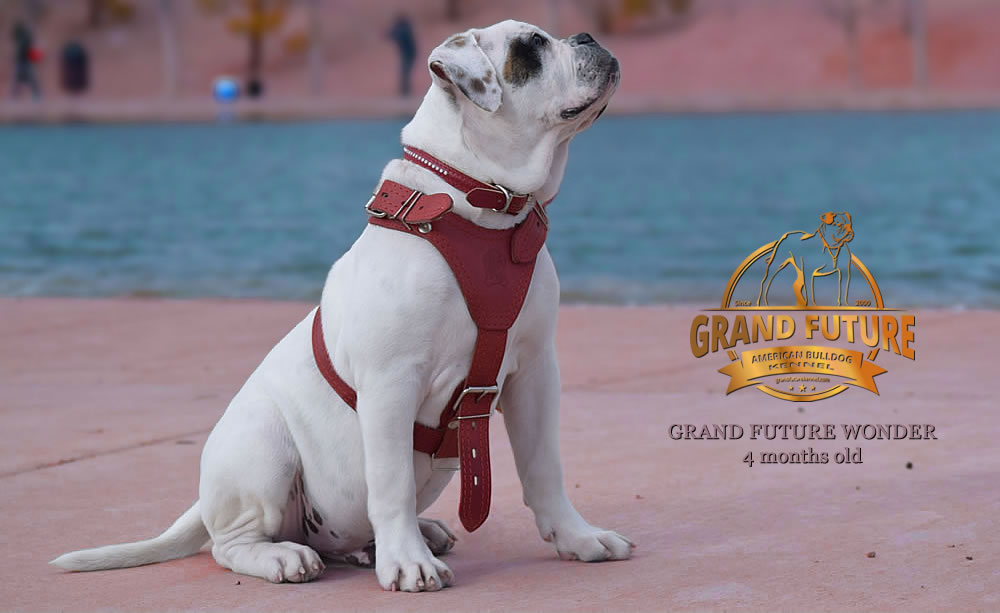 American Bulldog - Grand Future Wonder