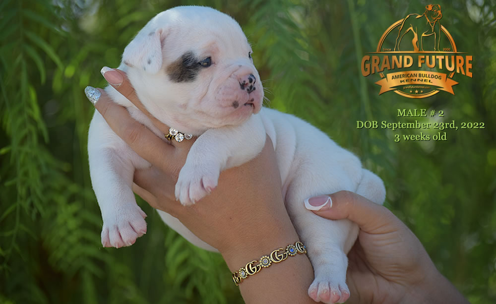 American Bulldog - Grand Future Wonder