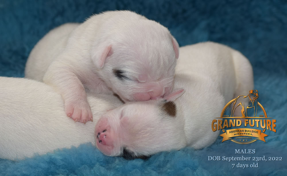 American Bulldog - Grand Future Wonder